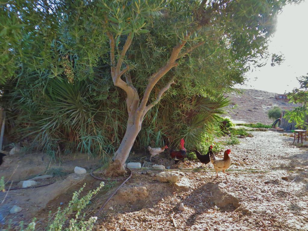 Succah In The Desert Mitzpe Ramon Eksteriør billede