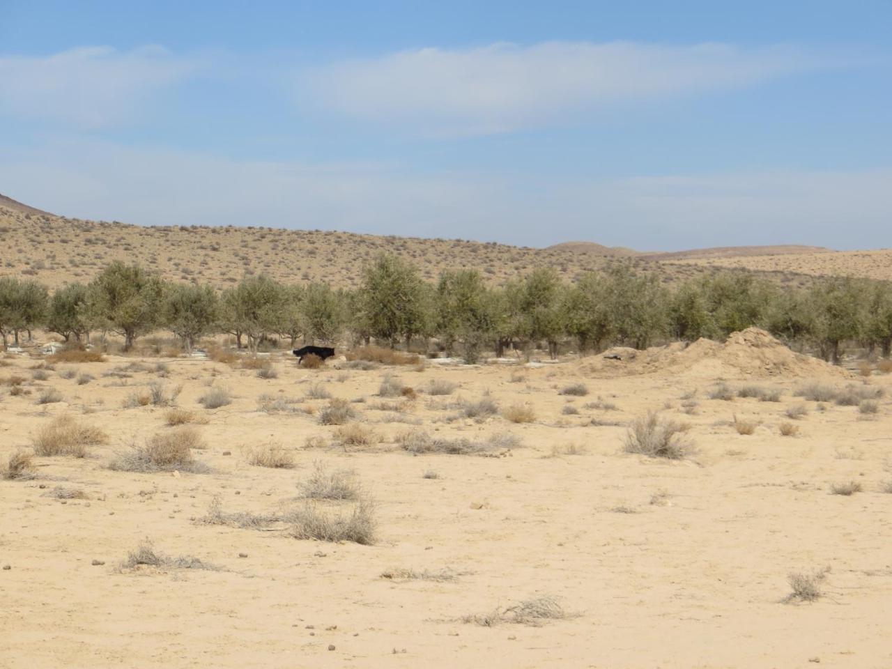 Succah In The Desert Mitzpe Ramon Eksteriør billede